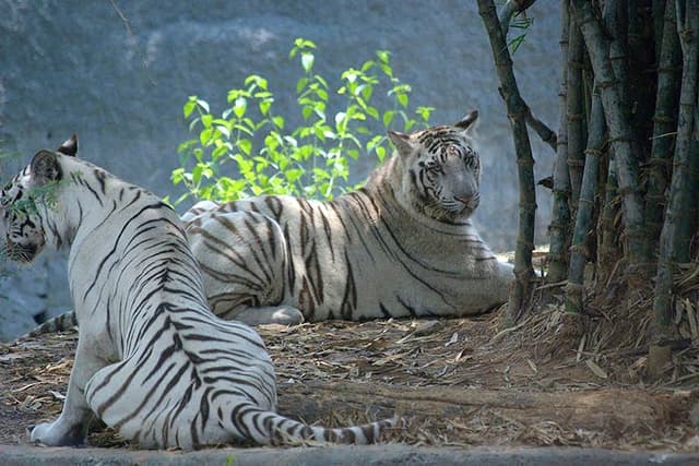 Top 12 Budget-Friendly Places to Visit in Chennai with Family 2025